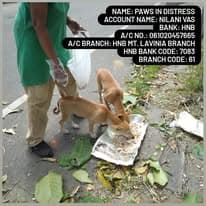 Nilani feeding stray dogs with public bank-transfer details overlaid