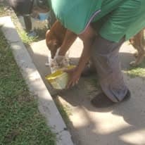 Nilani feeding a stray dog by the roadside
