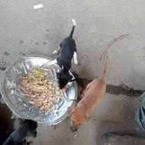 Stray dogs eating from a shared food tray